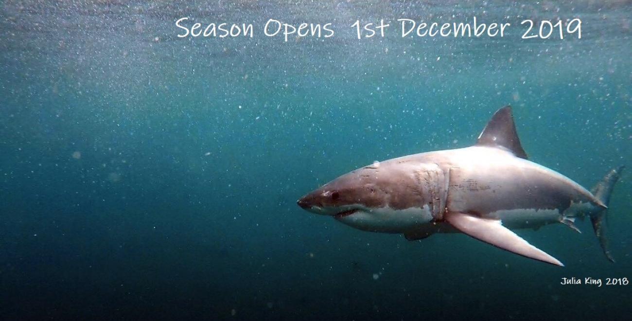 Shark Experience Shark Cage Diving Bluff Nz