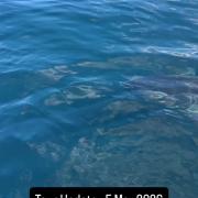 206503199544746_1386735996805567 1777950125