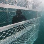 GH010145 Divers in Cage Trim frame at 0m10s