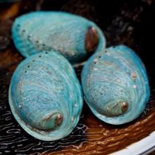 foveaux paua