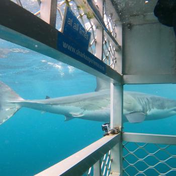 Cage and Shark Shot Photo Credit Jordan Neil