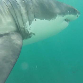 Great White Shark Male 19 Feb 2022 Photo Credit Shark Experience Cage Cam1