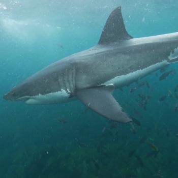 20220409 Shark 2 F 4.8m Pass Moment