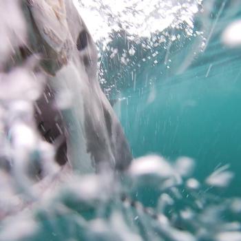20240316 Shark 1 TBC Female TBC Bait Lunge GLD Video Credit Jordan N frame at 0m7s