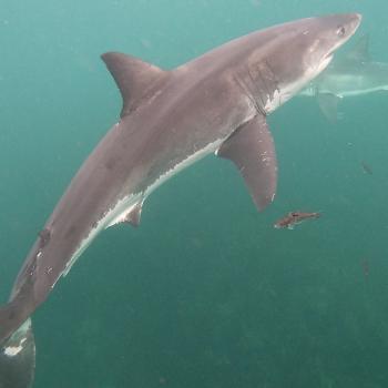 20240321 Shark 4 3.3m Male Duckie SBS FULL ID