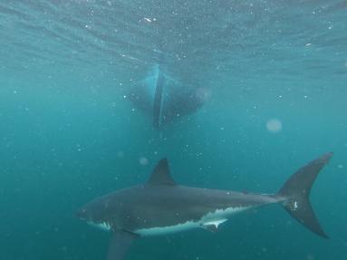 20220305 Our Footprint Photo Credit N Ladd GoPro Shark Experience