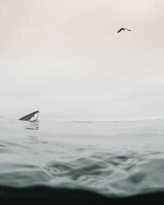 G0033926 high res