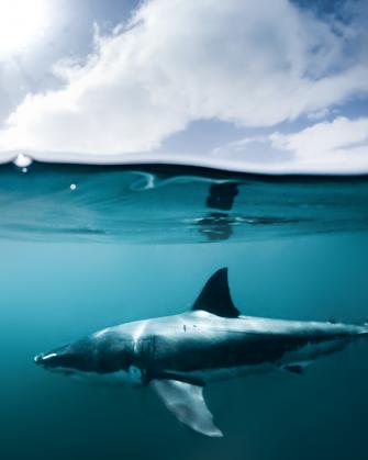 NZ Shark 