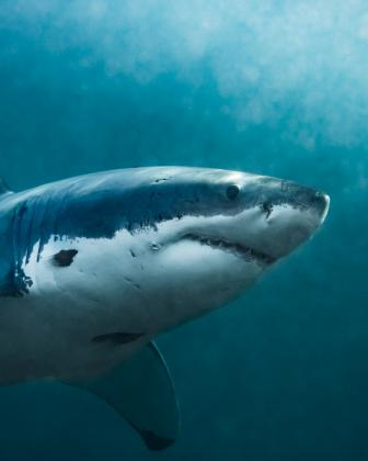 NZ Shark 2498 copy