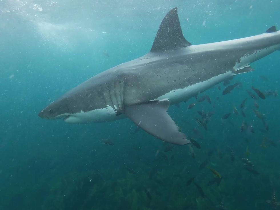 20220409 Shark 2 F 4.8m Pass Moment