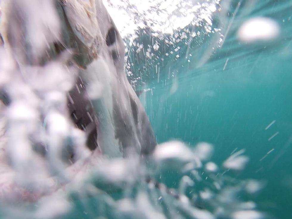 20240316 Shark 1 TBC Female TBC Bait Lunge GLD Video Credit Jordan N frame at 0m7s