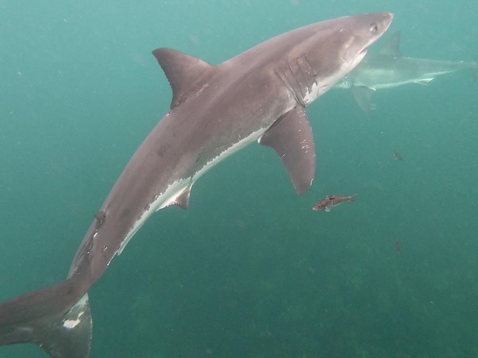 20240321 Shark 4 3.3m Male Duckie SBS FULL ID