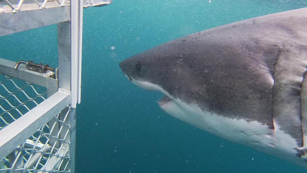 20250211 Shark 2 TBC TBC TBC PS and cage
