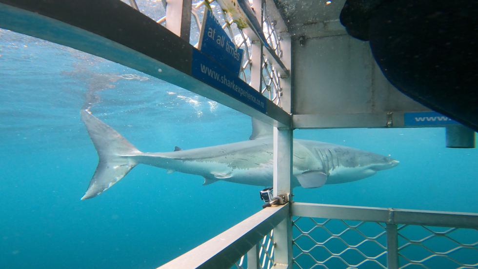 Cage and Shark Shot Photo Credit Jordan Neil